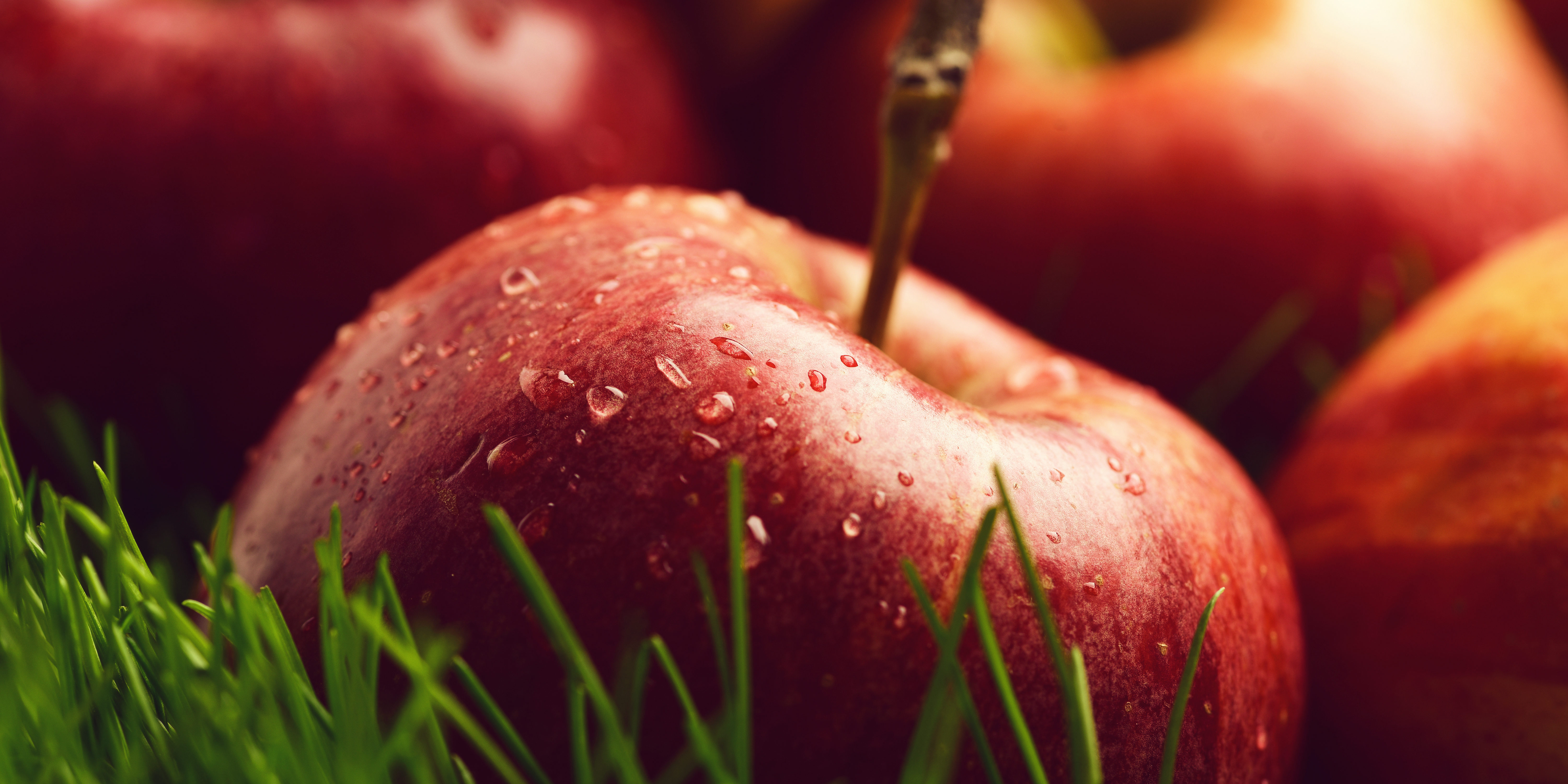 apple red color fallen on fresh green grass.