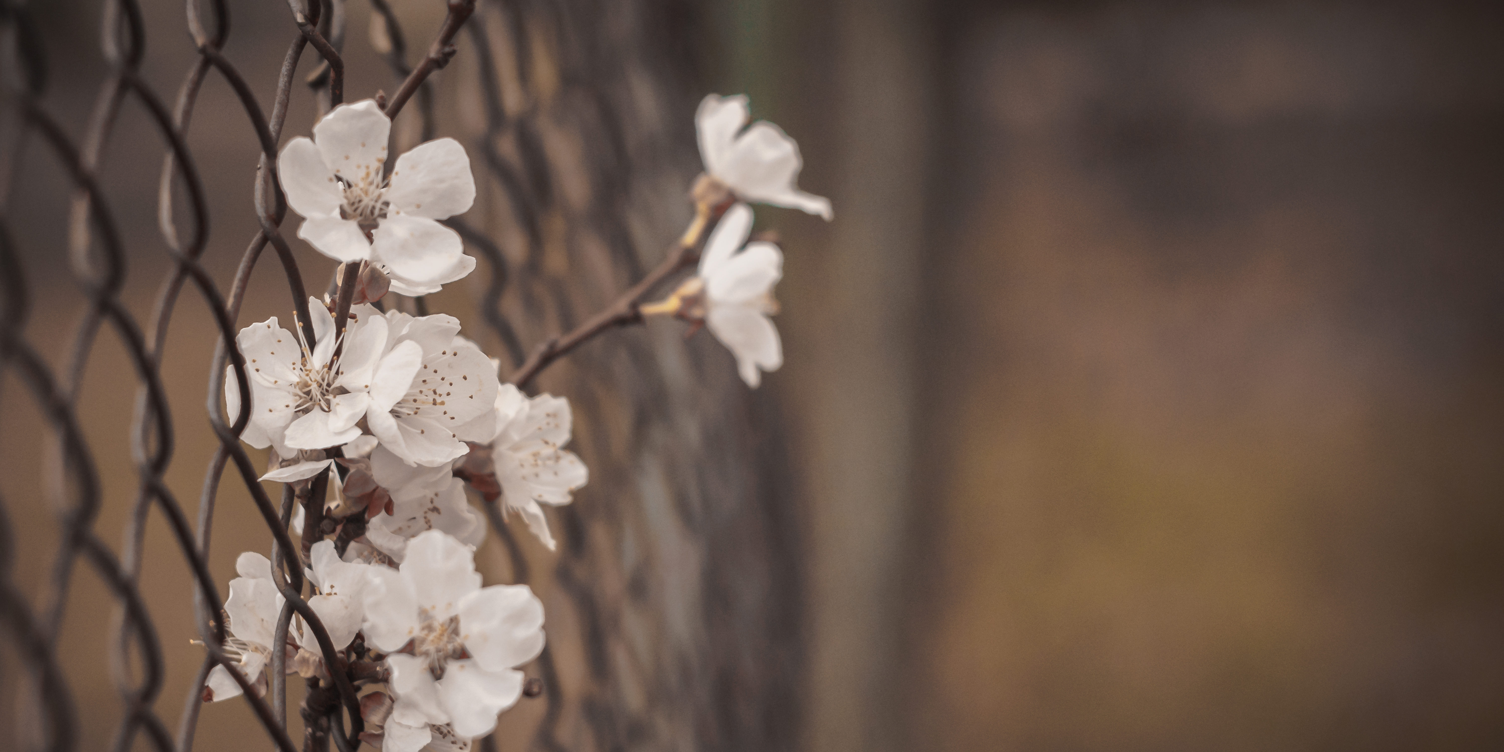 A sad picture of a flower in an iron fence.